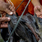 Pramono Anung Berantas Ikan Sapu-sapu di Sungai Jakarta, Memang Apa Bahayanya?