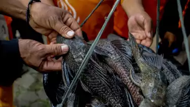 Berita Foto: Puluhan Petugas PPSU Sisir Kali Ciliwung untuk Berantas Ikan Sapu-Sapu