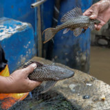 Pemprov DKI Jakarta Kubur Ikan Sapu-sapu Masih dalam Keadaan Hidup, Ini Kata MUI