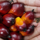 Ekspor CPO RI Melejit, Posisi Indonesia sebagai Raja Sawit Dunia Semakin Kuat