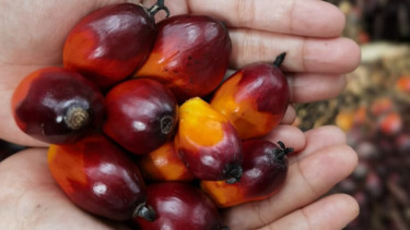 Ekspor CPO RI Melejit, Posisi Indonesia sebagai Raja Sawit Dunia Semakin Kuat