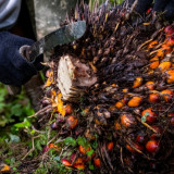 Tekanan Uni Eropa Kian Kuat, Industri Sawit Nasional Didorong Percepat Traceability hingga ke Kebun Rakyat