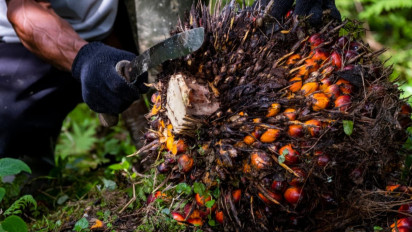 Tekanan Uni Eropa Kian Kuat, Industri Sawit Nasional Didorong Percepat Traceability hingga ke Kebun Rakyat