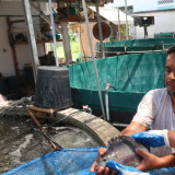 Tidak Diizinkan Kerja di Luar Kota, Gen Z Ini Sukses Bisnis Budidaya Modern Ikan di Halaman Rumah