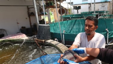 Tidak Diizinkan Kerja di Luar Kota, Gen Z Ini Sukses Bisnis Budidaya Modern Ikan di Halaman Rumah