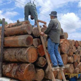 Hakim PN Medan Menolak Praperadilan Kasus Kayu Ilegal, Status Tersangka Dinyatakan Sah