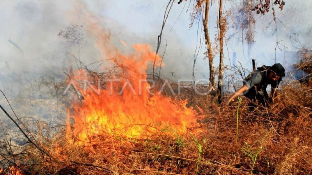 20 Hektare Lahan di Aceh Jaya Terbakar, BPBK dan Polisi Imbau Warga Hentikan Pembakaran
            - galeri foto