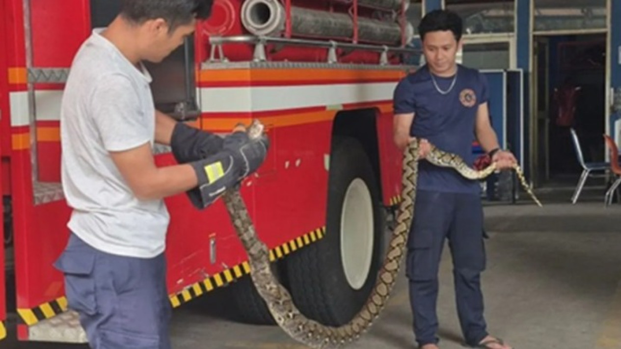 Ada Ular Sanca 2,5 Meter di Atas Tiang Listrik Cimahi, Sempat Terjadi Ledakan
            - galeri foto