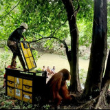 BBKSDA Sumut Evakuasi dan Lepasliarkan Seekor Orangutan Sumatra di Kawasan Taman Nasional Gunung Leuser