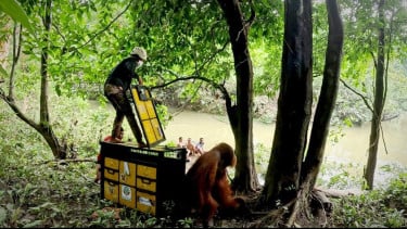 BBKSDA Sumut Evakuasi dan Lepasliarkan Seekor Orangutan Sumatra di Kawasan Taman Nasional Gunung Leuser
