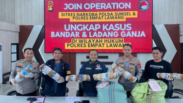 Detik-detik Menegangkan Polda Sumsel Bongkar Ladang Ganja 20 Hektare, 220 Kg Ganja Disita