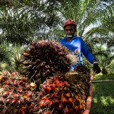 HIPMI Genjot Hilirisasi Sawit untuk Pangan Nasional, Dorong Pengusaha Masuk Industri Bernilai Tambah