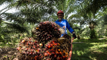 HIPMI Genjot Hilirisasi Sawit untuk Pangan Nasional, Dorong Pengusaha Masuk Industri Bernilai Tambah