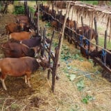 Mau Qurban tapi Budget Terbatas? Simak Cara Cerdas Tetap Bisa Berqurban di Idul Adha 2026