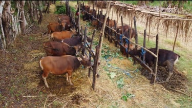 Mau Qurban tapi Budget Terbatas? Simak Cara Cerdas Tetap Bisa Berqurban di Idul Adha 2026