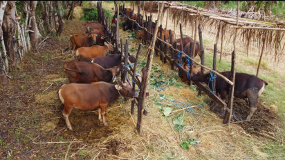 Mau Qurban tapi Budget Terbatas? Simak Cara Cerdas Tetap Bisa Berqurban di Idul Adha 2026