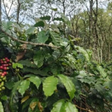 Alasan Dedi Mulyadi Minta Pedagang di Ciwidey-Pangalengan Berhenti Jual Kopi Saset: Ingin Bangun Daya Ingat Wisatawan, Rasa Kopi Kabupaten Bandung Berbeda