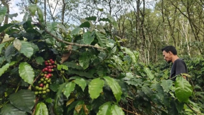 Alasan Dedi Mulyadi Minta Pedagang di Ciwidey-Pangalengan Berhenti Jual Kopi Saset: Ingin Bangun Daya Ingat Wisatawan, Rasa Kopi Kabupaten Bandung Berbeda