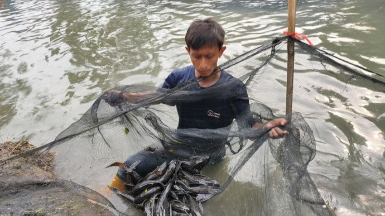 Pemkot Jakarta Barat Musnahkan 234 Kilogram Ikan Sapu-Sapu dengan Cara Dikubur
            - galeri foto