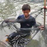 Pemkot Jakarta Barat Musnahkan 234 Kilogram Ikan Sapu-Sapu dengan Cara Dikubur