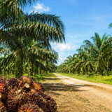 Program Grant Riset 2026 BPDP Dibuka, Sasar Komoditas Perkebunan