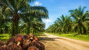 Program Grant Riset 2026 BPDP Dibuka, Sasar Komoditas Perkebunan