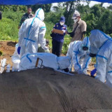 BKSDA Bengkulu Lakukan Identifikasi Dua Gajah yang Mati di Hutan Produksi