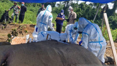 BKSDA Bengkulu Lakukan Identifikasi Dua Gajah yang Mati di Hutan Produksi