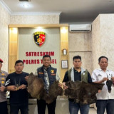 Polres Tapanuli Selatan Bongkar Dugaan Perdagangan Satwa Dilindungi, 4,7 Kg Sisik Trenggiling Disita
