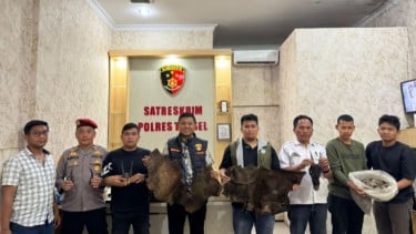 Polres Tapanuli Selatan Bongkar Dugaan Perdagangan Satwa Dilindungi, 4,7 Kg Sisik Trenggiling Disita