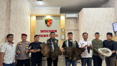 Polres Tapanuli Selatan Bongkar Dugaan Perdagangan Satwa Dilindungi, 4,7 Kg Sisik Trenggiling Disita