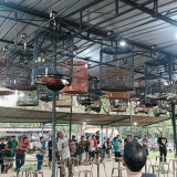 Mendag Sebut Nilai Ekonomi Burung Kicau Bisa Tembus Rp2 T, Perputaran Uang Kicau Mania Sentuh UMKM hingga Industri