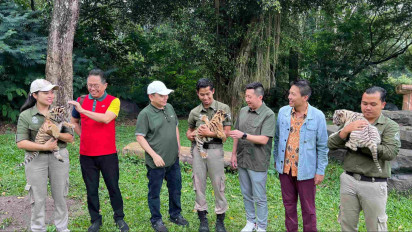 Tiga Anak Harimau Benggala Lahir Sehat, Perkuat Konservasi Satwa Indonesia
