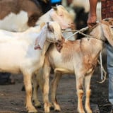 Sebentar Lagi Idul Adha, Lebih Utama Kurban Kambing Jantan atau Betina?