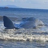 Sempat Terlihat Bergerak, Paus Raksasa di Jembrana Bali Ditemukan Mati di Pesisir Pantai