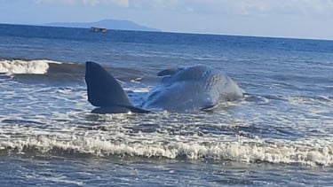 Sempat Terlihat Bergerak, Paus Raksasa di Jembrana Bali Ditemukan Mati di Pesisir Pantai
