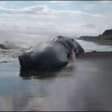Paus Sperma 17 Meter Terdampar Mati di Pantai Jembrana Bali