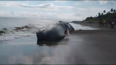 Paus Sperma 17 Meter Terdampar Mati di Pantai Jembrana Bali