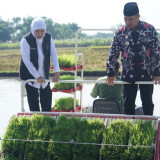 Percepat Tanam Padi di Madiun, Khofifah Ingin Jatim Tak Hanya Jadi Penopang Ketahanan Pangan Tapi Juga Kedaulatan Pangan Nasional