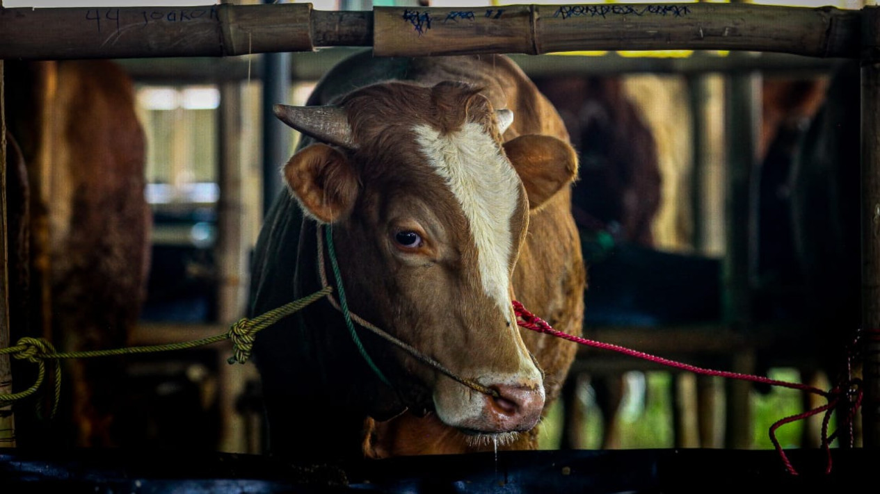 Naskah Khutbah Jumat 15 Mei 2026: Sambut Hari Raya Idul Adha, Mari Meraih Keutamaan dan Pahala Kurban
            - galeri foto