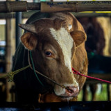 Naskah Khutbah Jumat 15 Mei 2026: Sambut Hari Raya Idul Adha, Mari Meraih Keutamaan dan Pahala Kurban