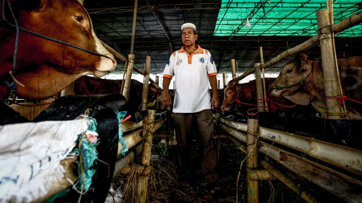Berita Foto: Lapak Hewan Kurban Mulai Bermunculan Jelang Iduladha 1447 H
            - galeri foto