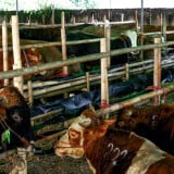 Teks Khutbah Jumat 22 Mei 2026: Memahami Keutamaan dan Fikih Kurban Sebelum Masuknya Idul Adha