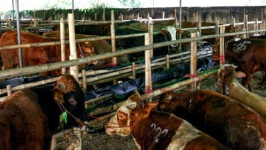 Teks Khutbah Jumat 22 Mei 2026: Memahami Keutamaan dan Fikih Kurban Sebelum Masuknya Idul Adha