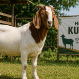 Bolehkah Berkurban Satu Kambing untuk Satu Keluarga? Begini Penjelasan Ustaz Adi Hidayat
