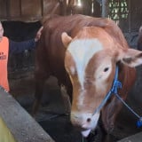 Glendoh, Sapi Jumbo Milik Peternak di Sragen dibeli Presiden Prabowo untuk Kurban