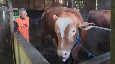 Glendoh, Sapi Jumbo Milik Peternak di Sragen dibeli Presiden Prabowo untuk Kurban