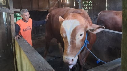 Glendoh, Sapi Jumbo Milik Peternak di Sragen dibeli Presiden Prabowo untuk Kurban