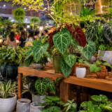 Nature Lifestyle Makin Booming, Indonesia Punya Potensi Besar di Industri Tanaman dan Pasar Internasional