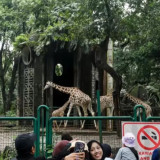 Libur Panjang Empat Hari, Pengunjung Ragunan Diprediksi Tembus 120 Ribu Orang